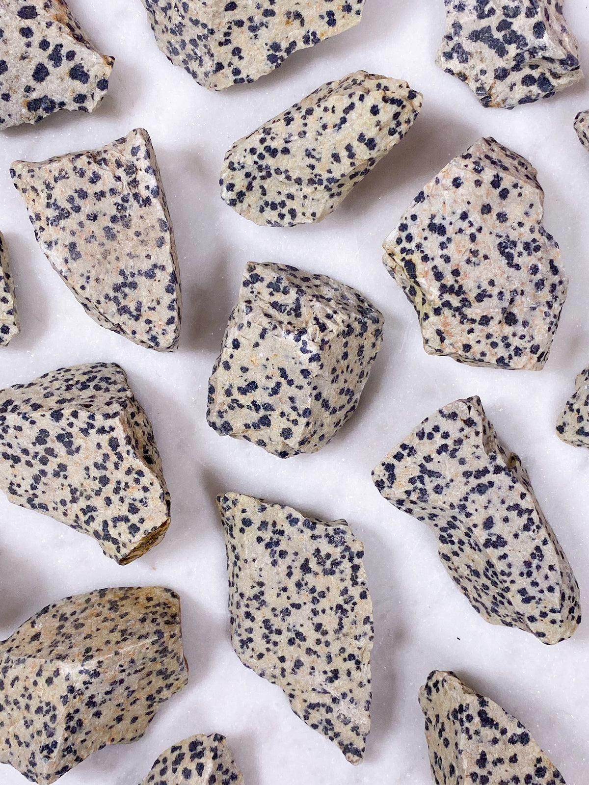 Dalmatiner Jasper Raw