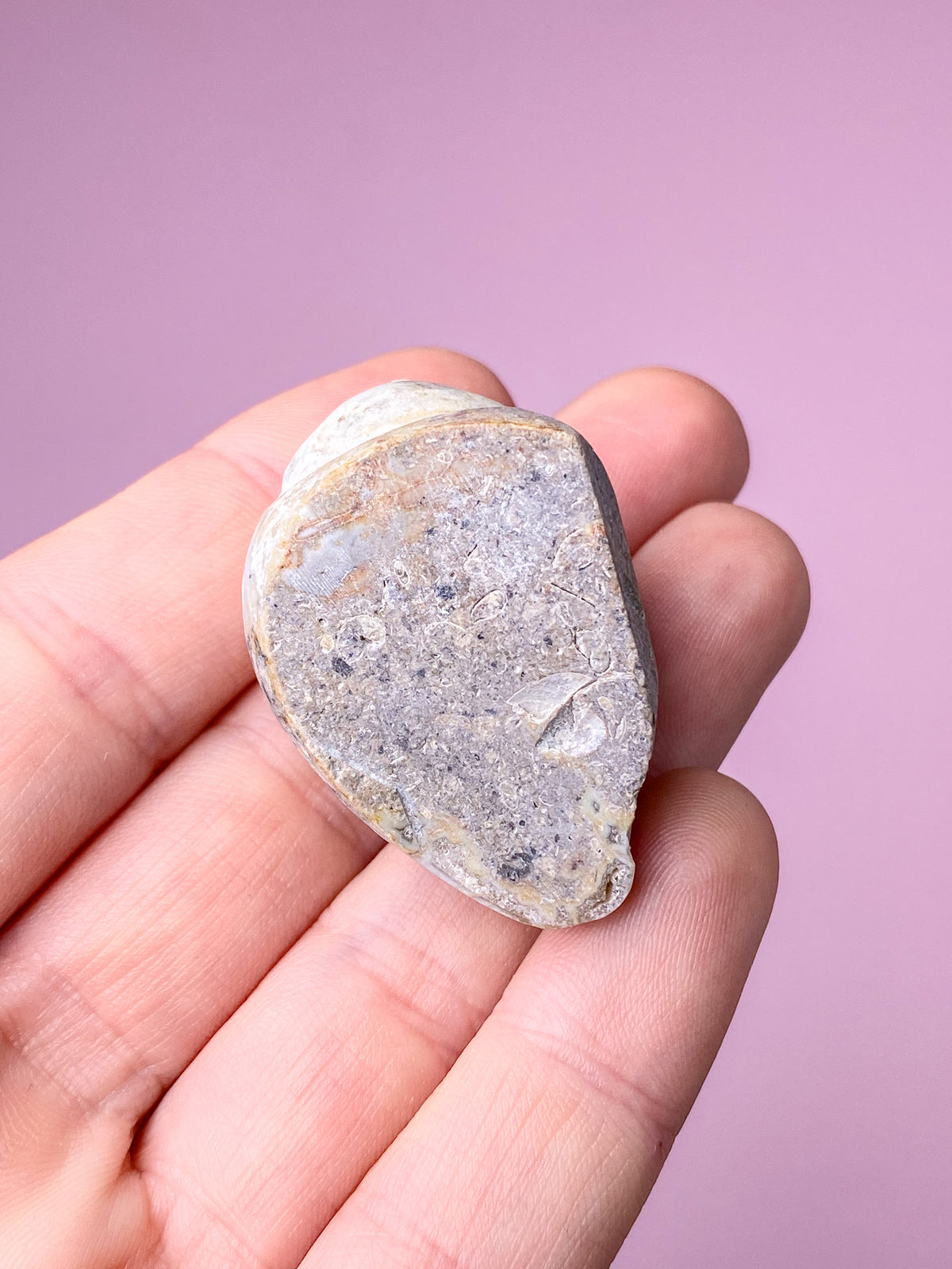 Druzy Conch-fossil (nr 25)