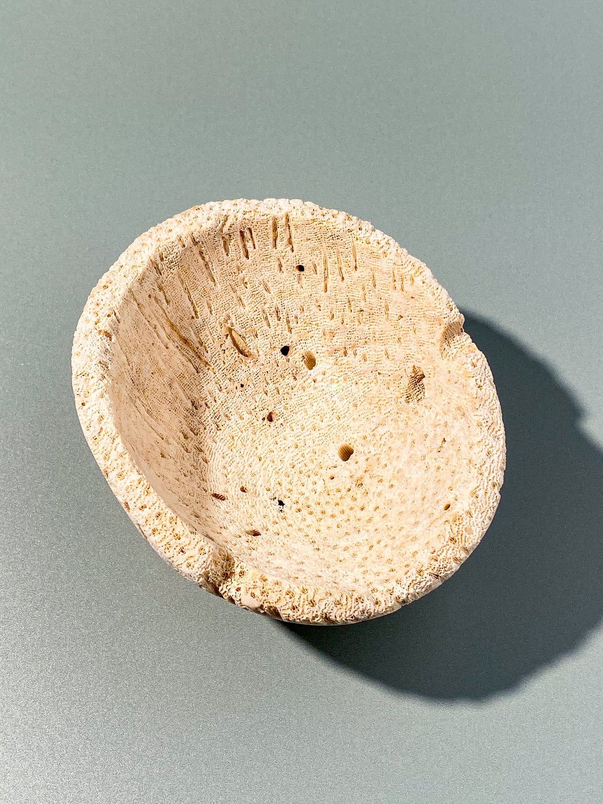 Skål med korallrotfossil (nr 2)