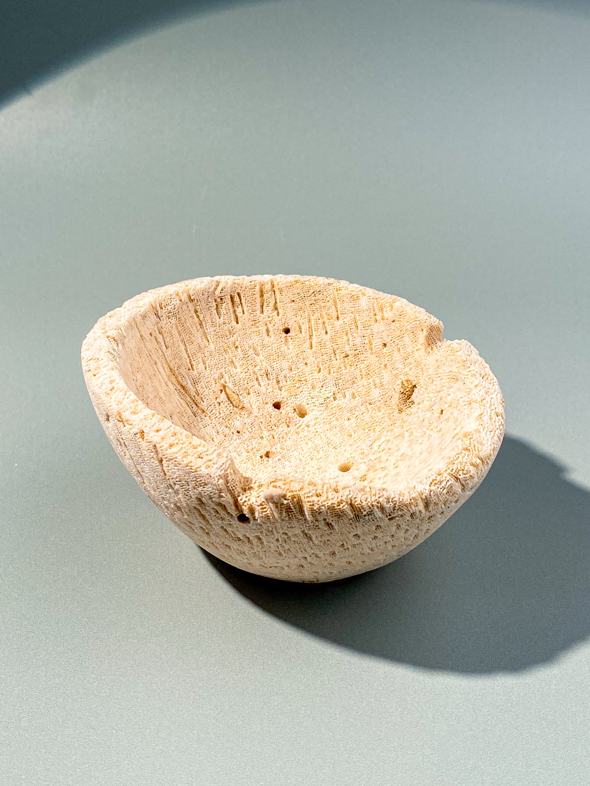 Skål med korallrotfossil (nr 2)