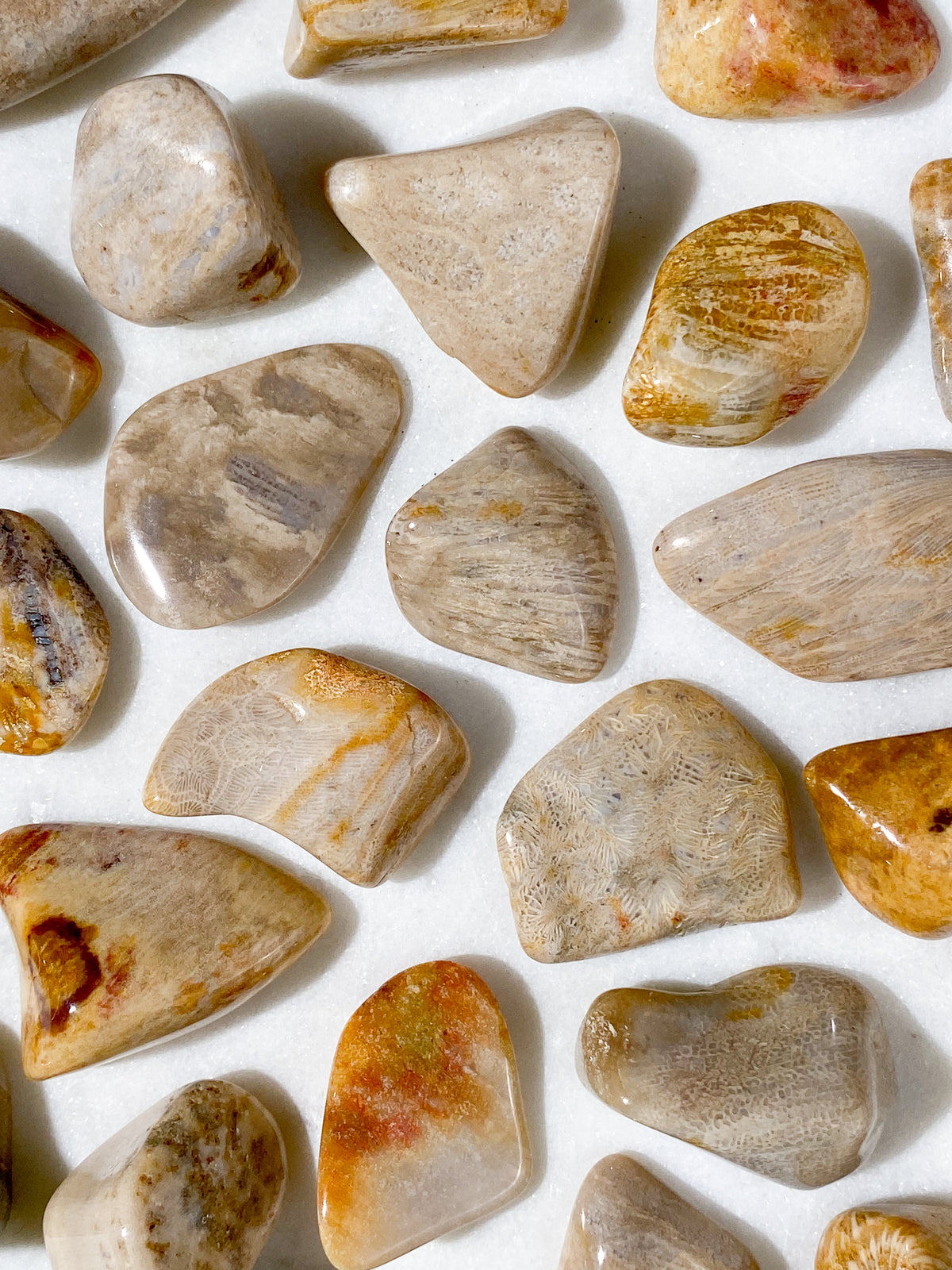 Korallrotfossil polerad