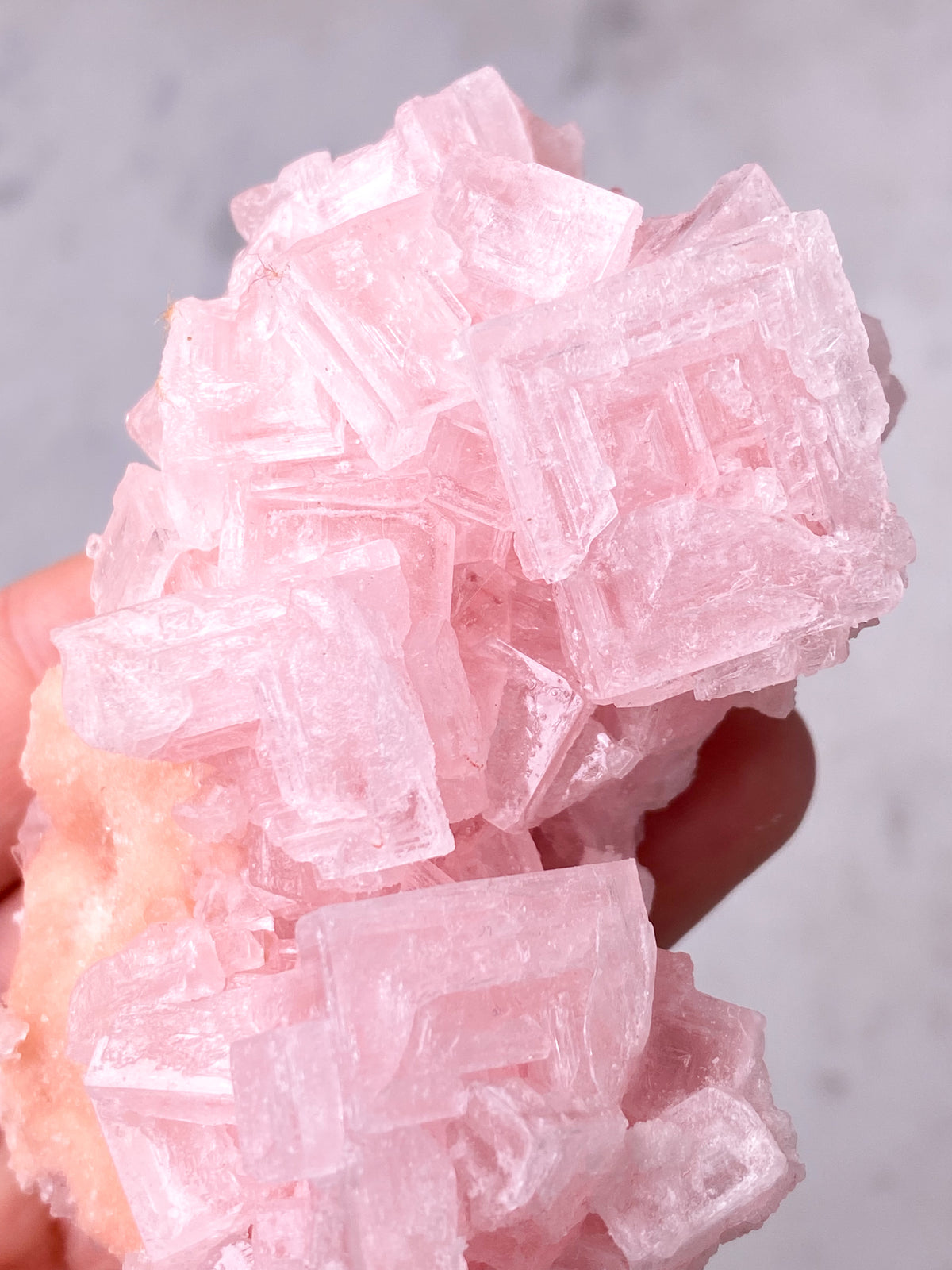 Rosa Halit (nr 7) Exklusiv kvalitet