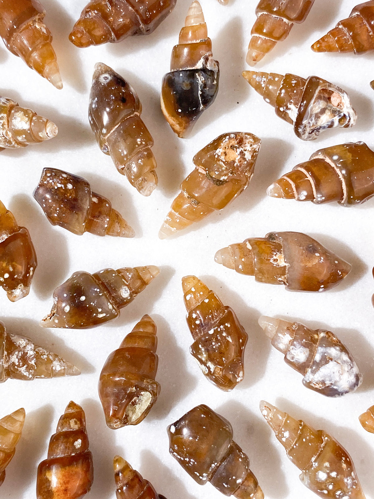 Fossiliserad snäcka (agat)