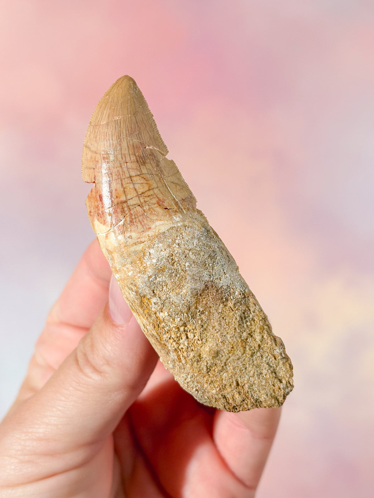 Stor Carcharodontosaurus Tand Fossil (Nr. 4)