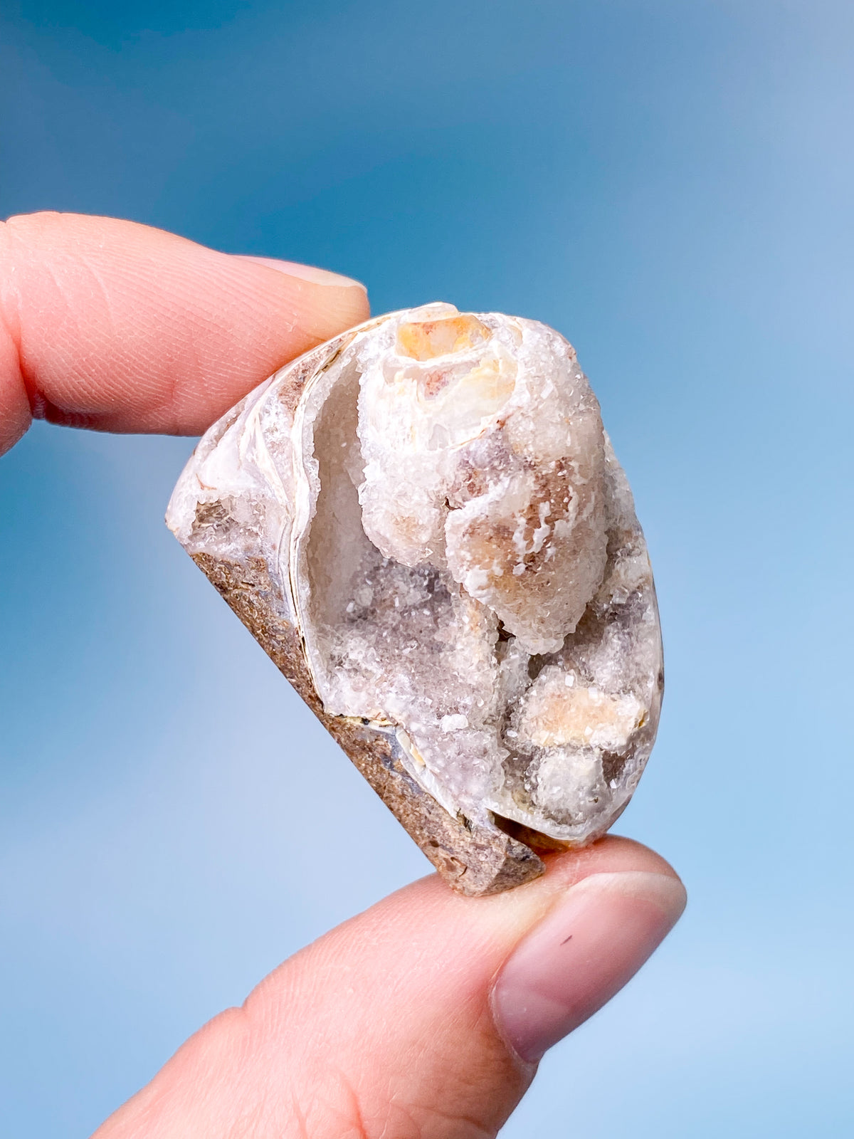 Druzy Conch Fossil (nr 1)