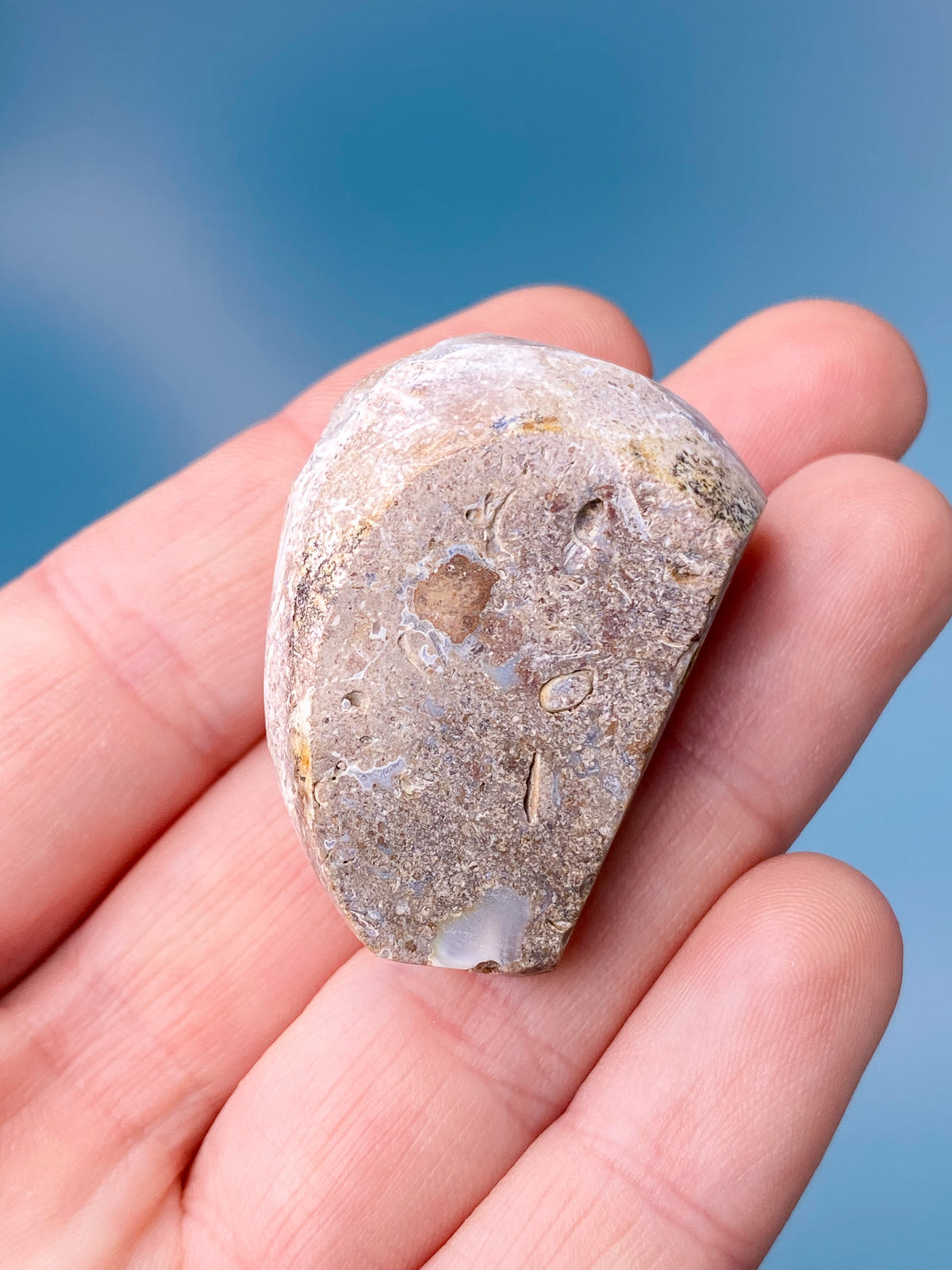 Druzy Conch Fossil (nr 1)