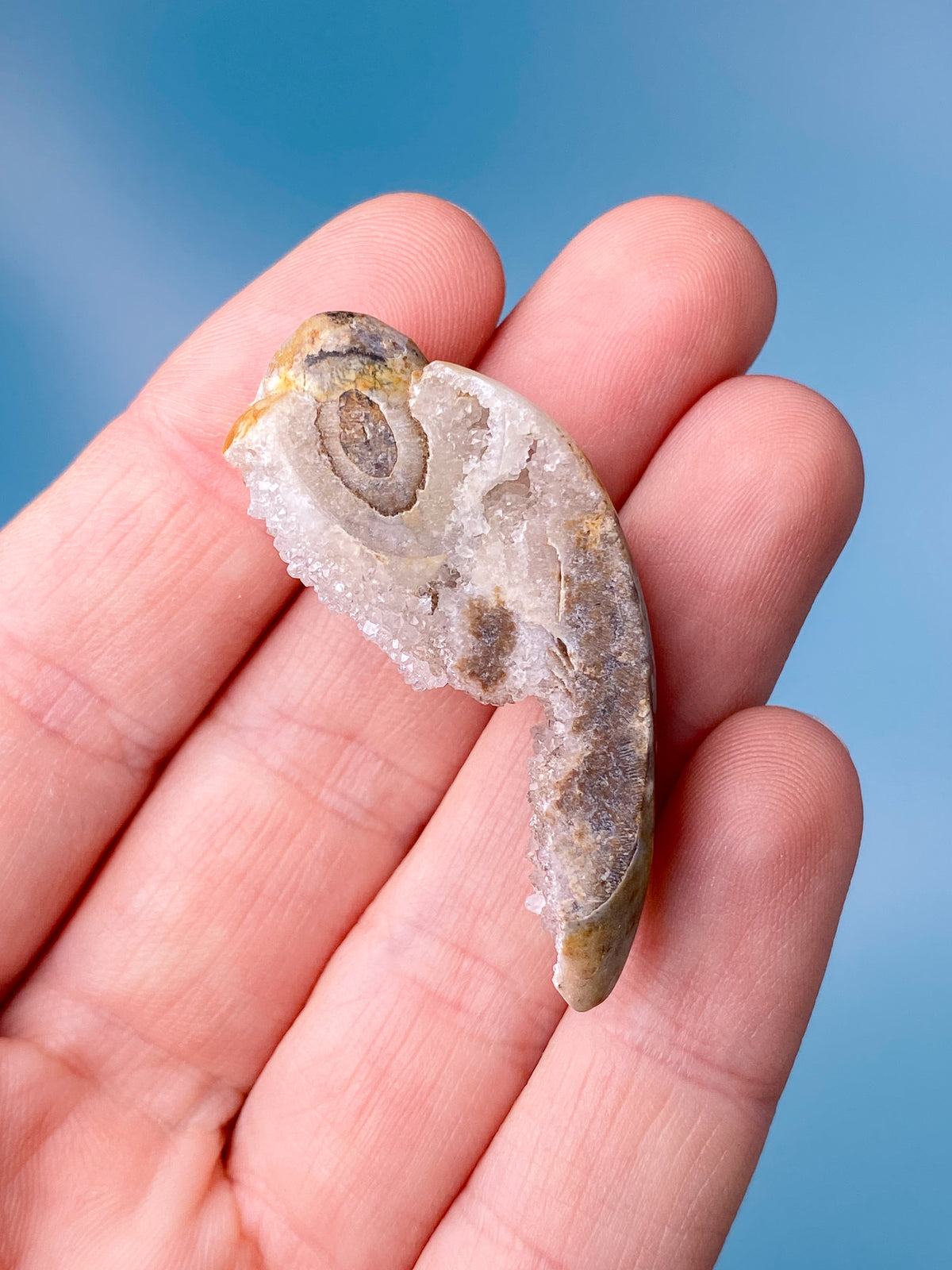Druzy Conch Fossil (nr 18)