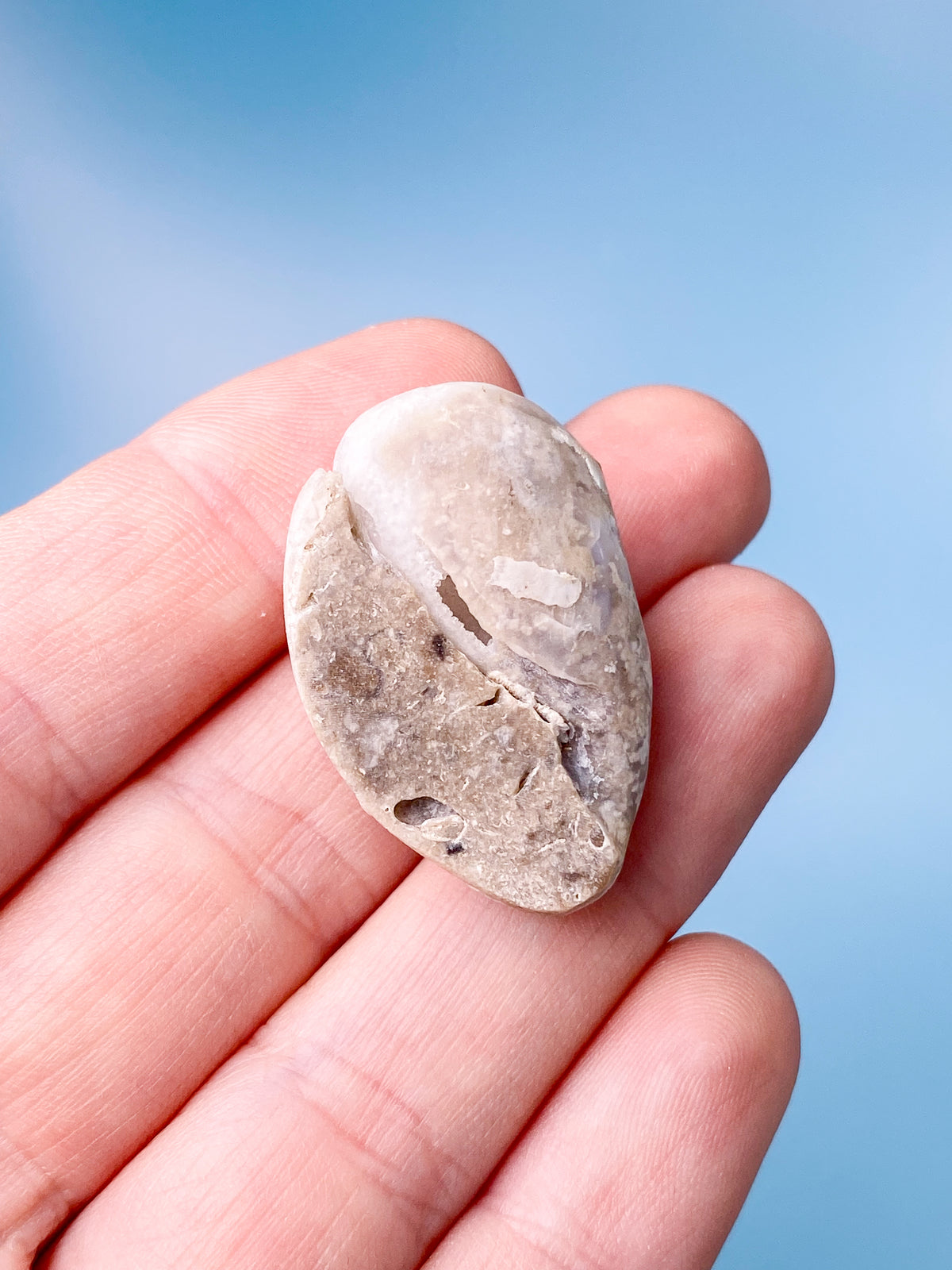 Druzy Conch Fossil (nr 20)