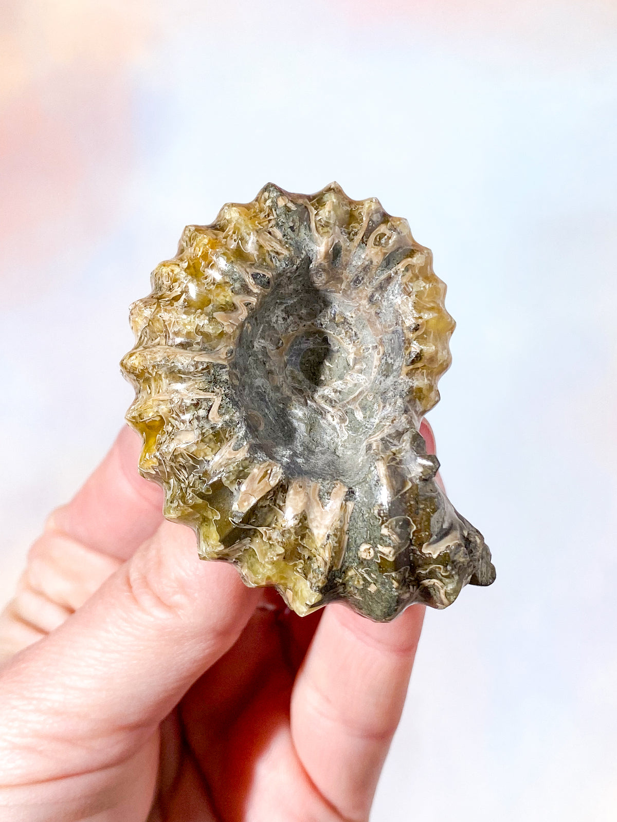 Douvilleiceras Ammonitfossil (Nr. 10)