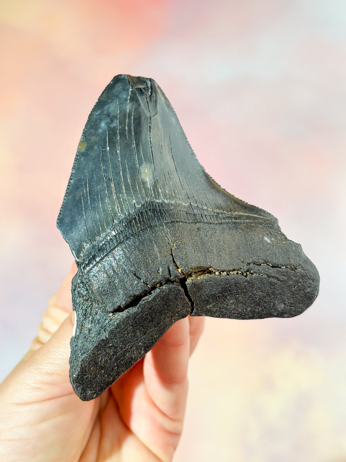 Megalodon-tandfossil (nr 3)