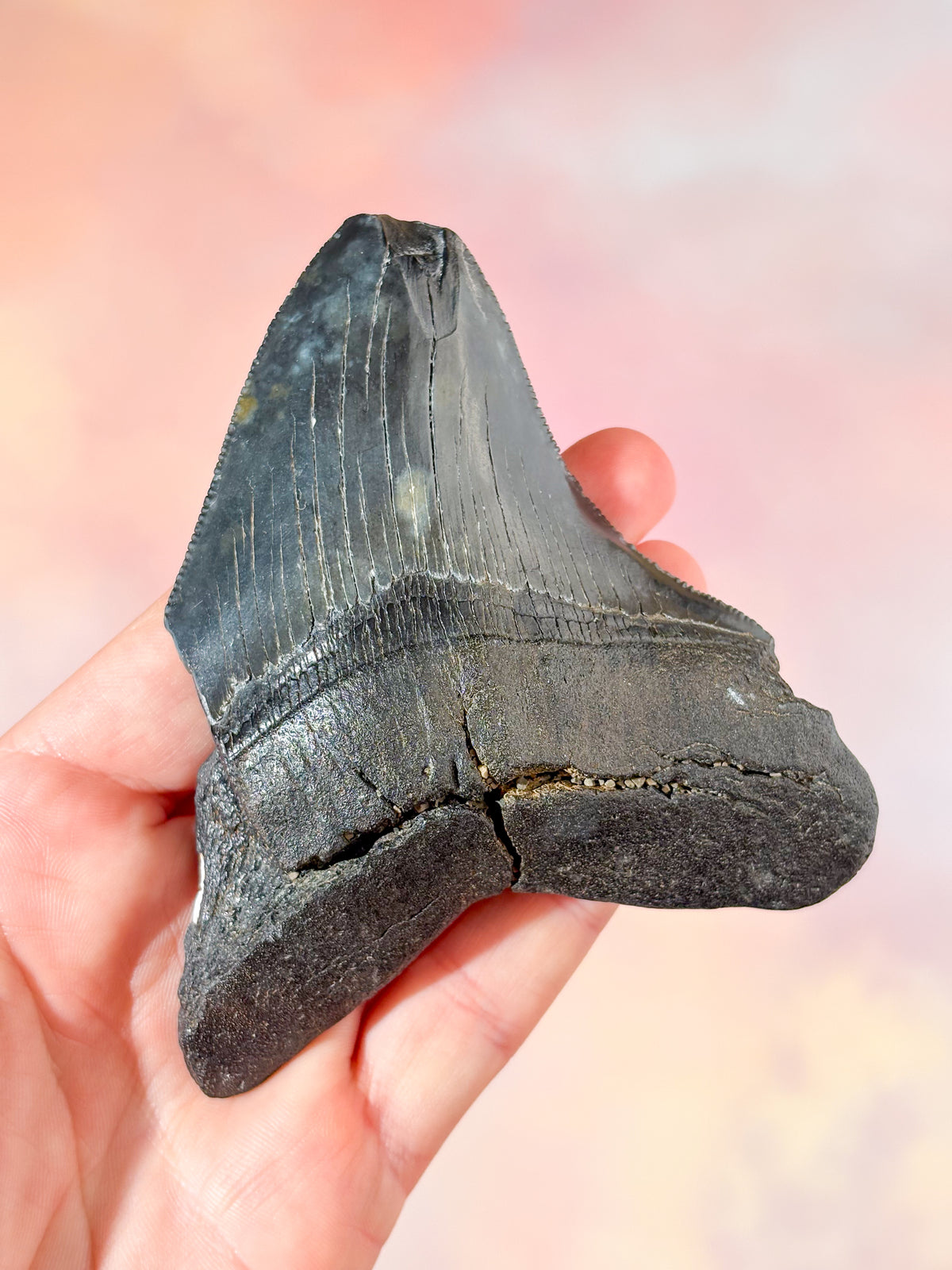 Megalodon-tandfossil (nr 3)