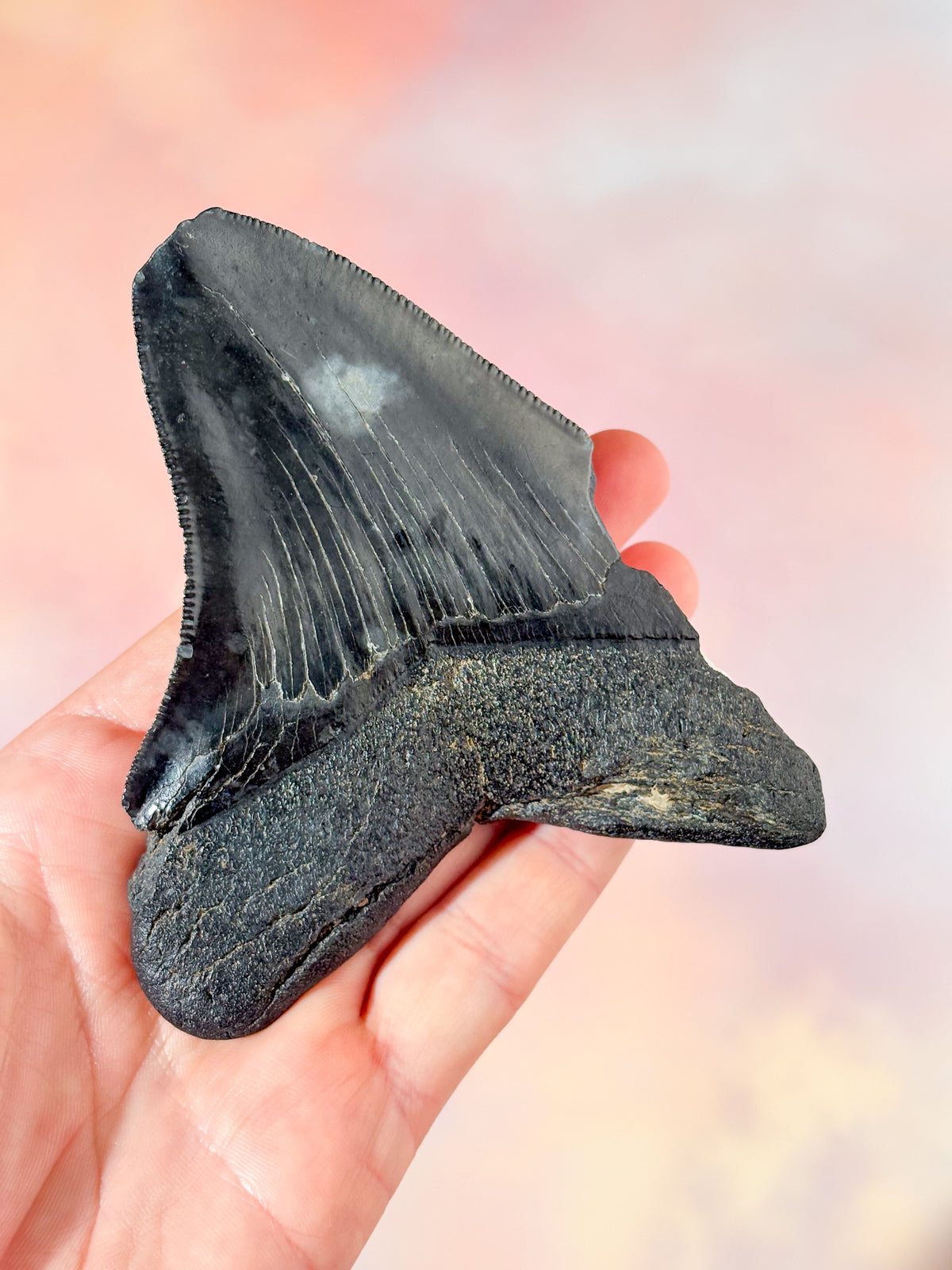 Megalodon-tandfossil (nr 3)