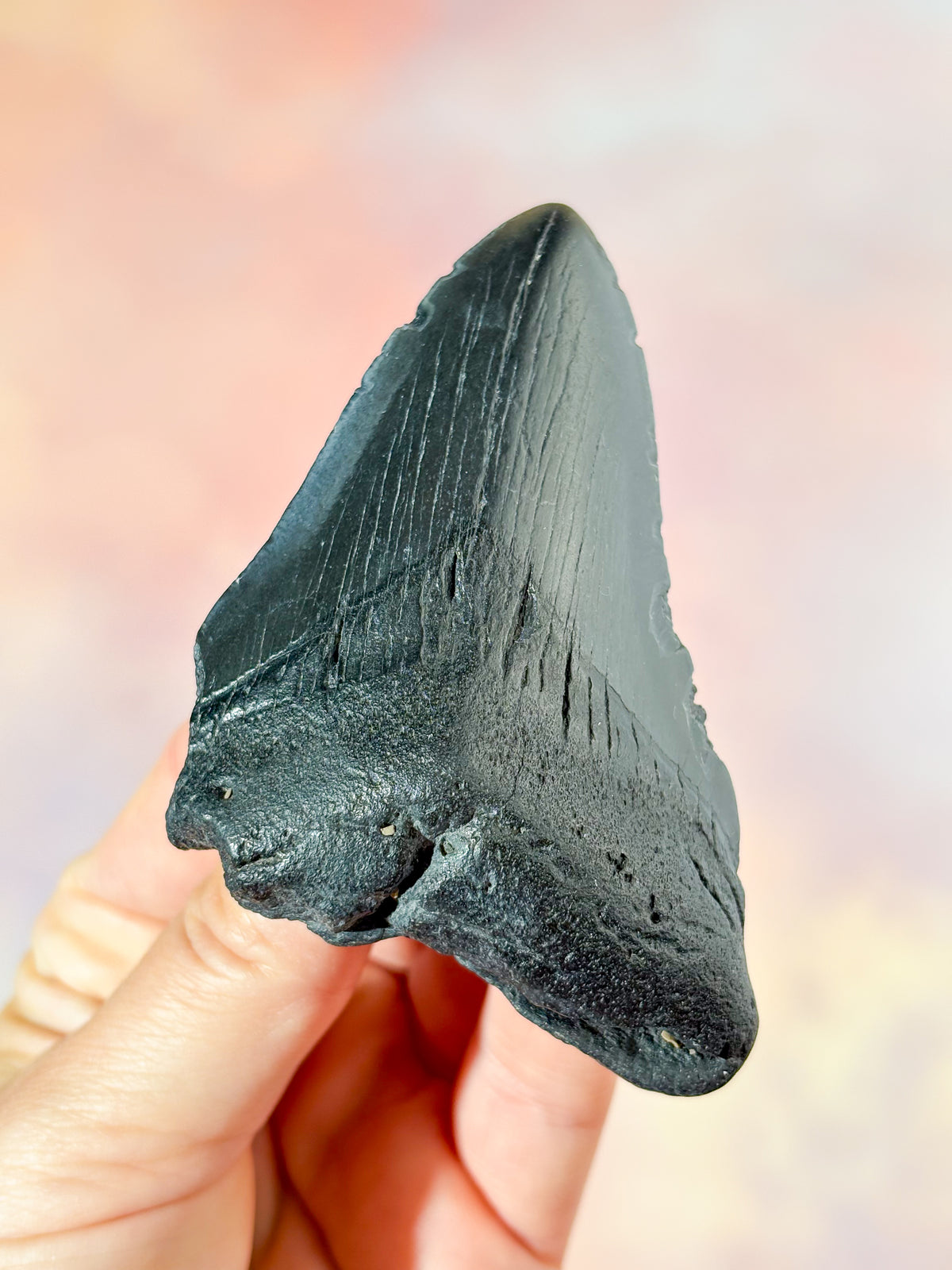 Megalodon-tandsfossil (nr 6)