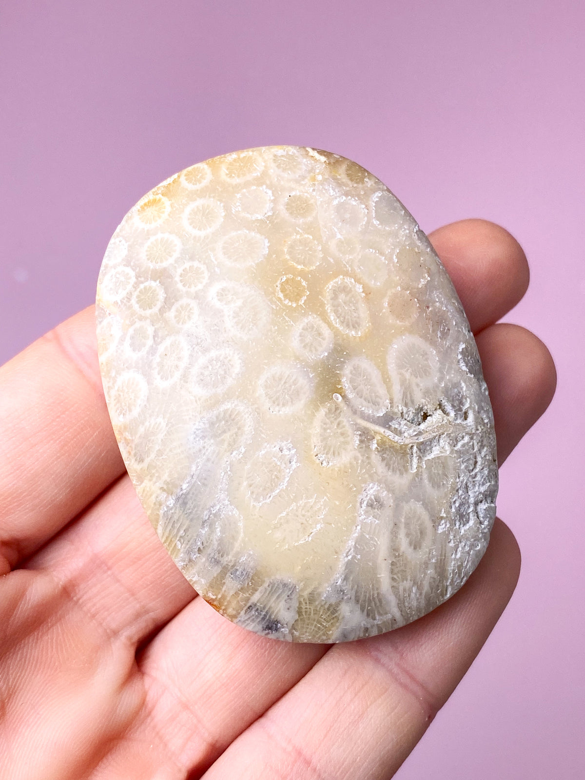 Korallrotfossil palmsten (nr 2)