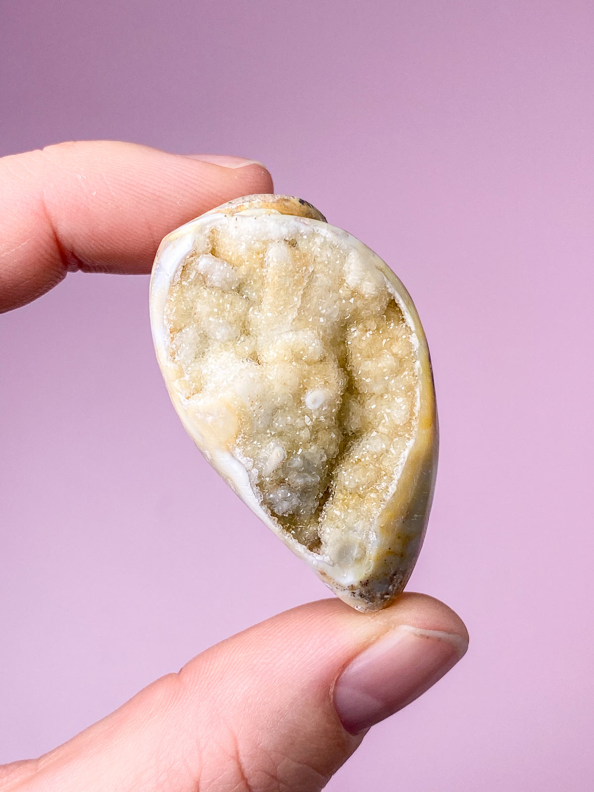 Druzy Conch-fossil (nr 27)