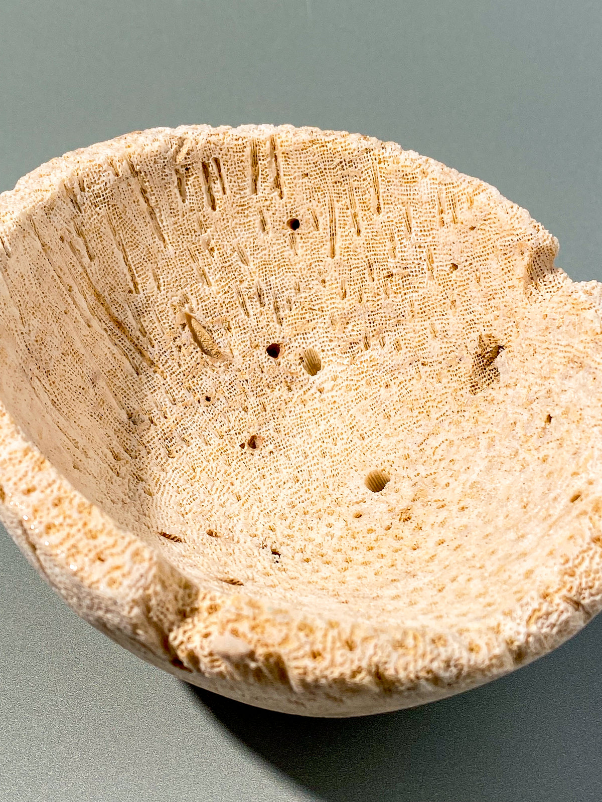 Skål med korallrotfossil (nr 2)
