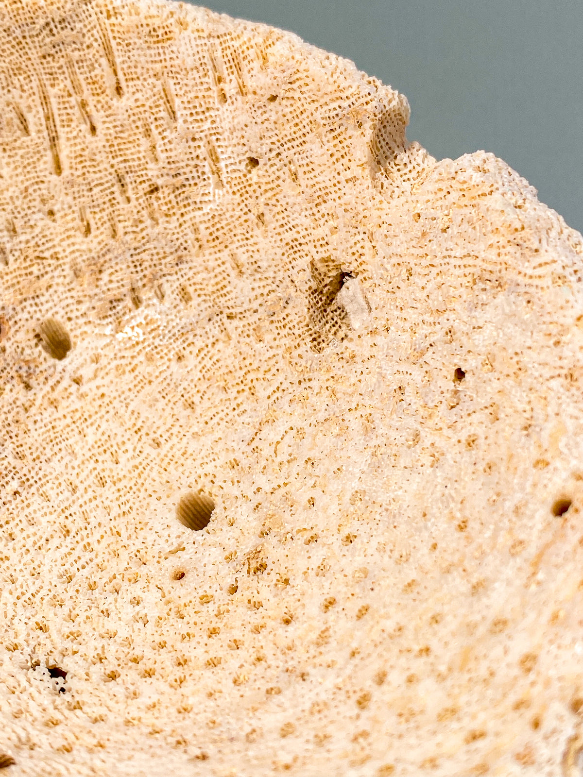 Skål med korallrotfossil (nr 2)