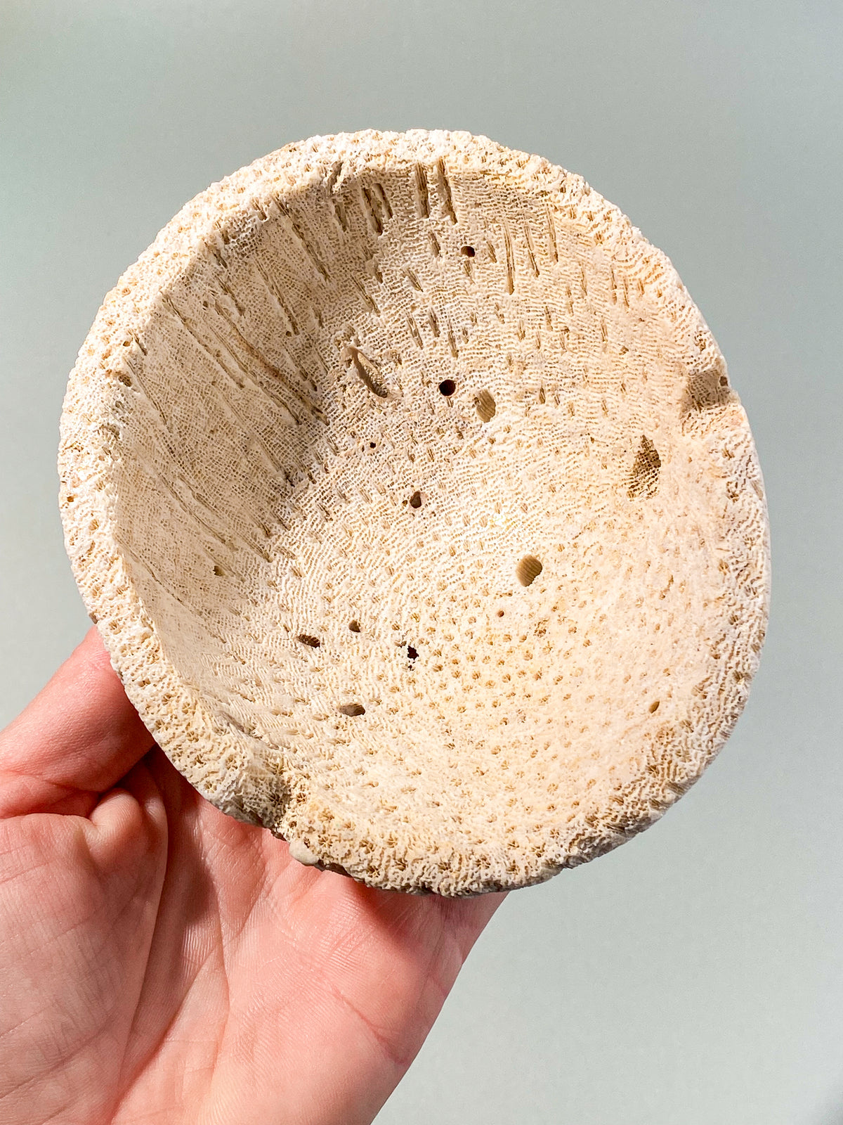 Skål med korallrotfossil (nr 2)