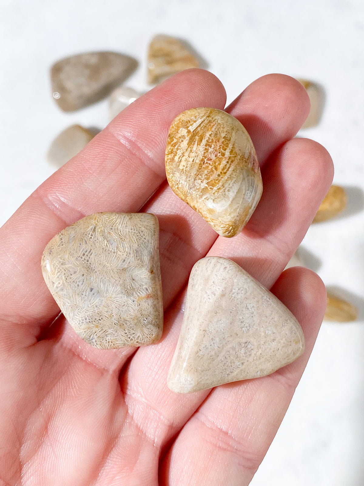 Korallrotfossil polerad
