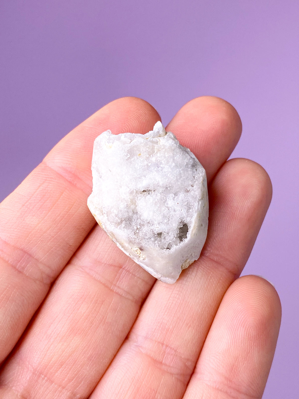 Druzy Conch-fossil (nr 23)