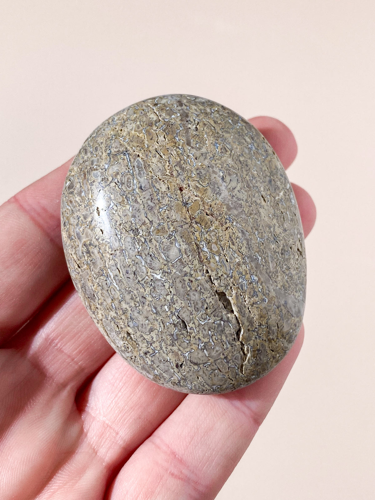 Atlasaurus Dinosaurie Fossil Ben Palmsten (Nr. 15)