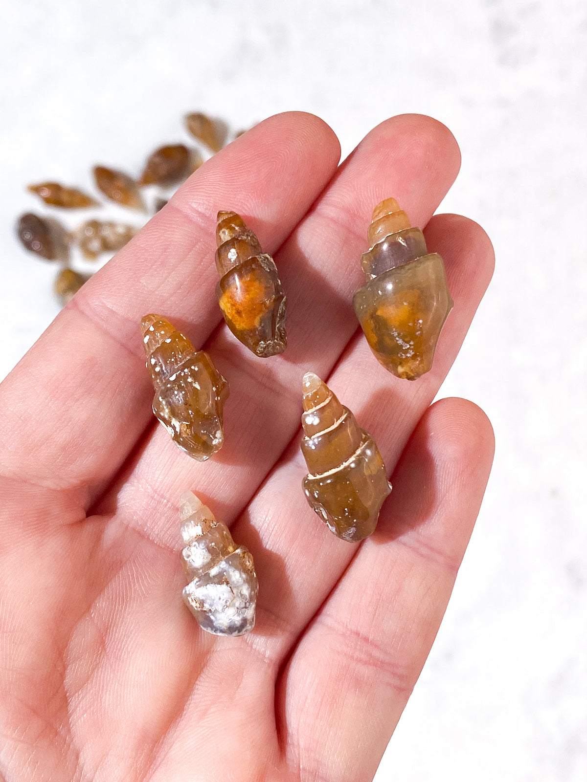 Fossiliserad snäcka (agat)