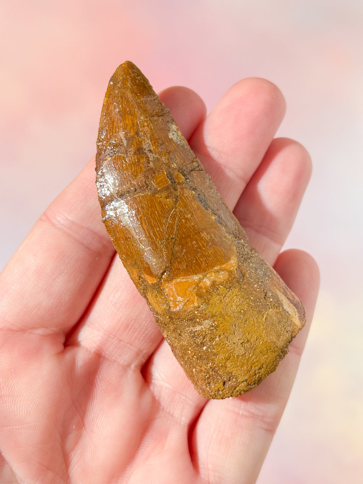 Stor Carcharodontosaurus tandfossil (nr 2)