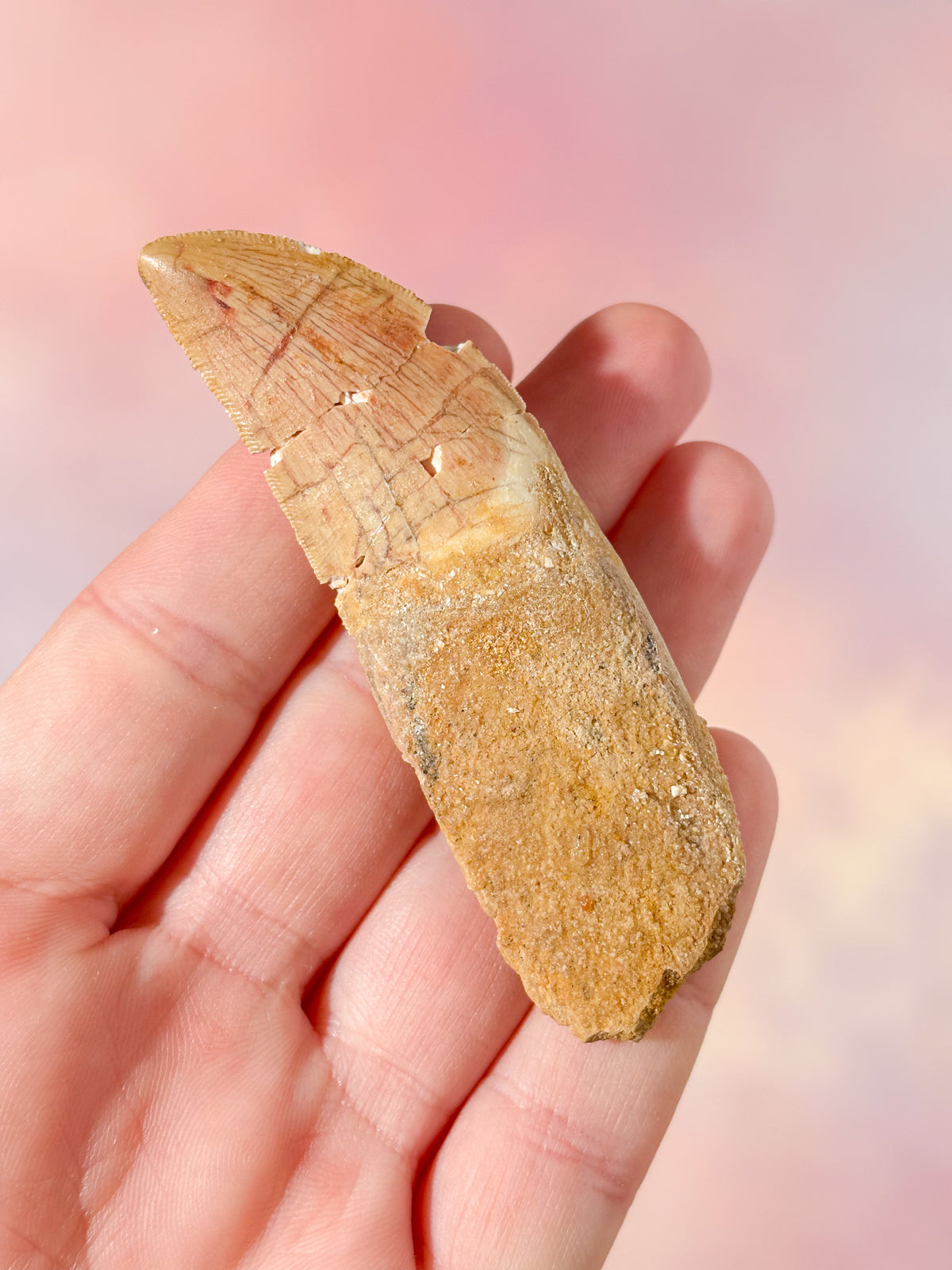 Stor Carcharodontosaurus Tand Fossil (Nr. 4)