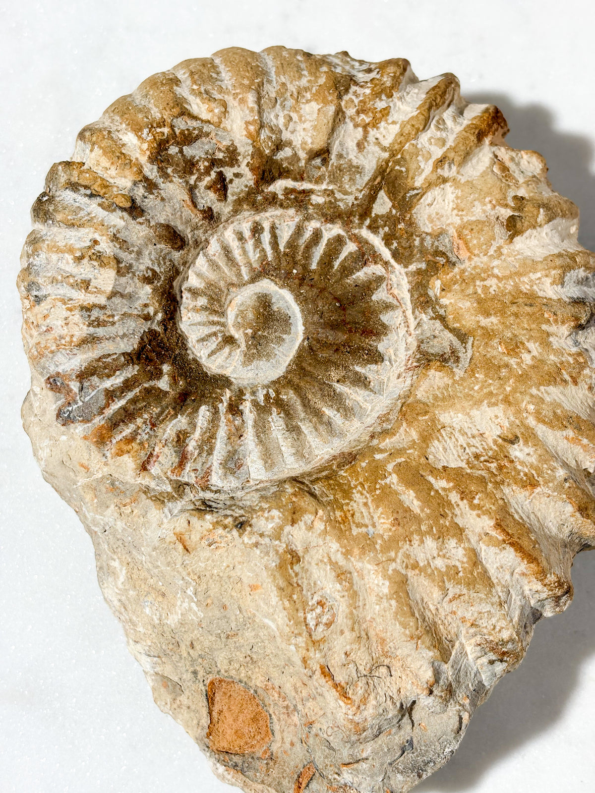 Stor Ammonitfossil (Nr. 3)