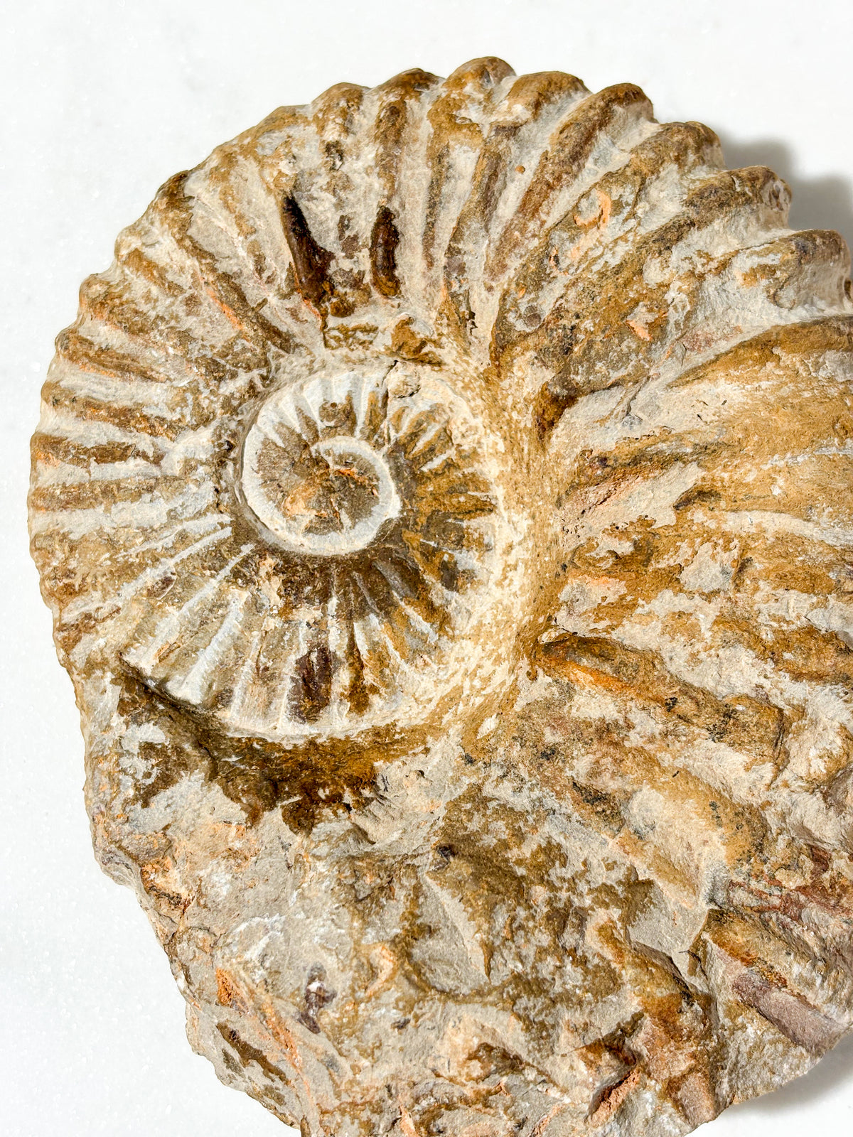 Stor ammonitfossil (nr 4)