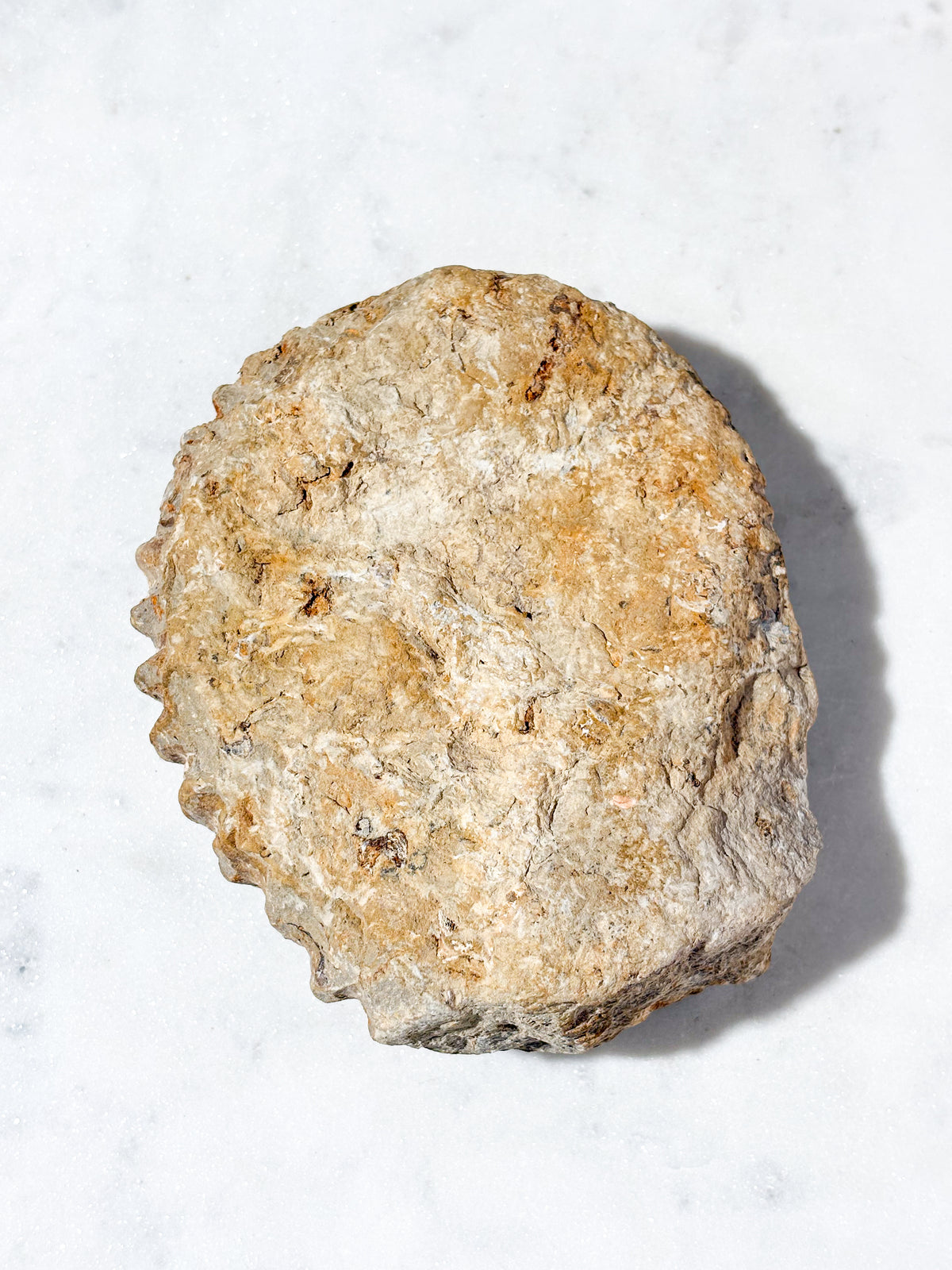 Stor ammonitfossil (nr 4)