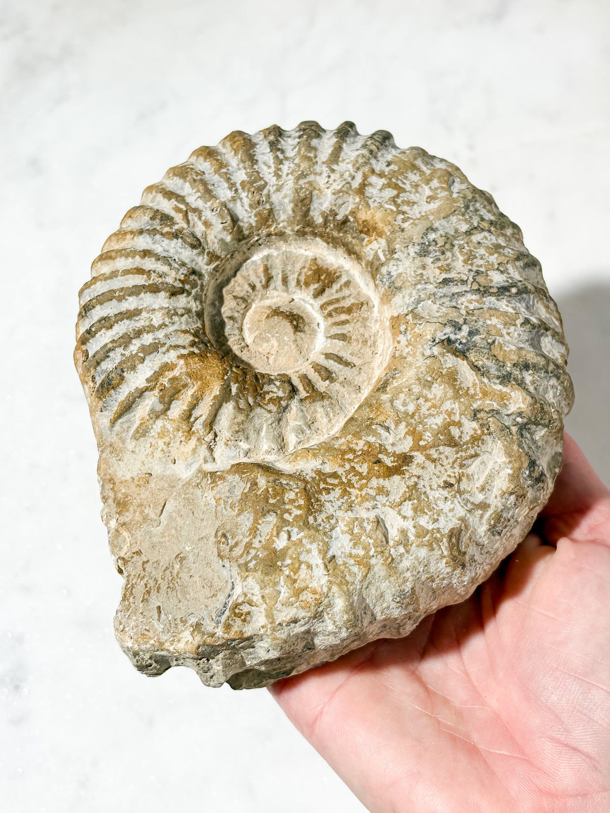 Stor ammonitfossil (nr 5)