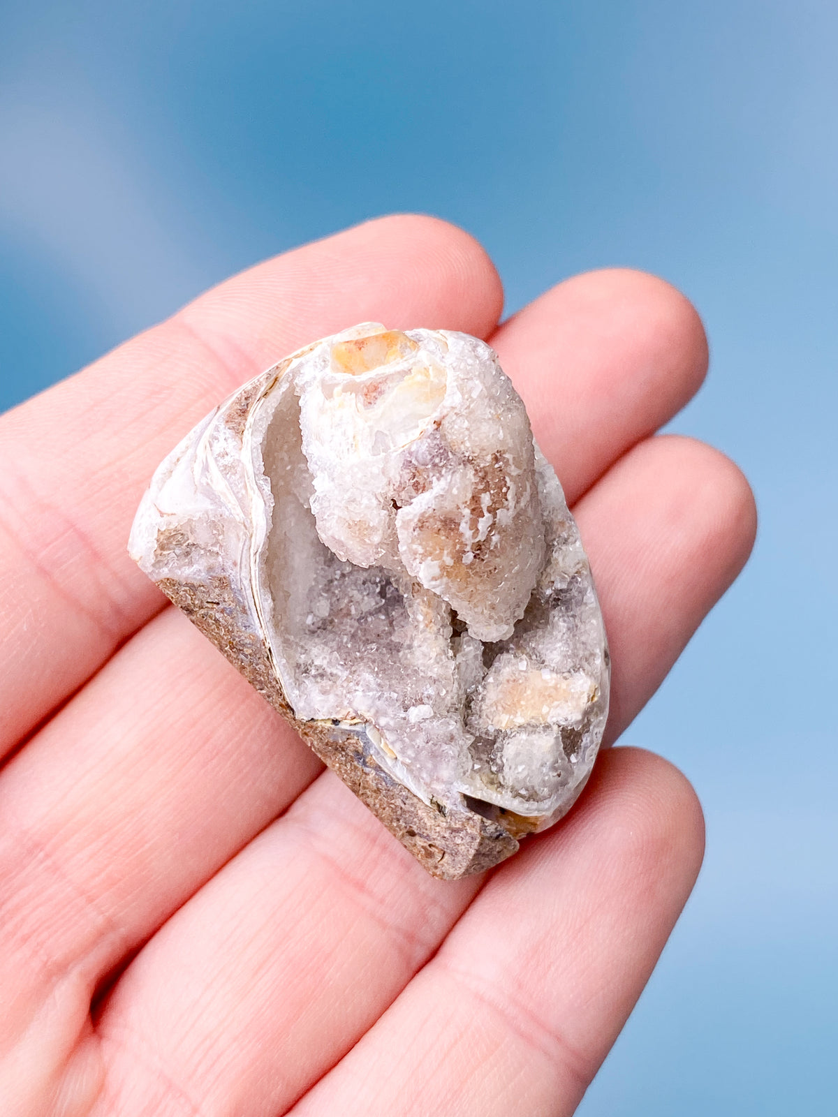 Druzy Conch Fossil (nr 1)