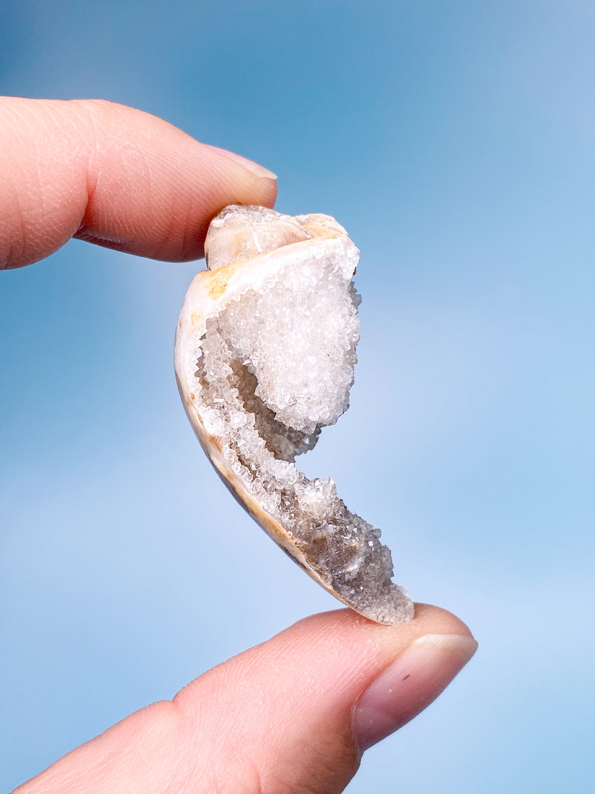 Druzy Conch Fossil (nr 18)