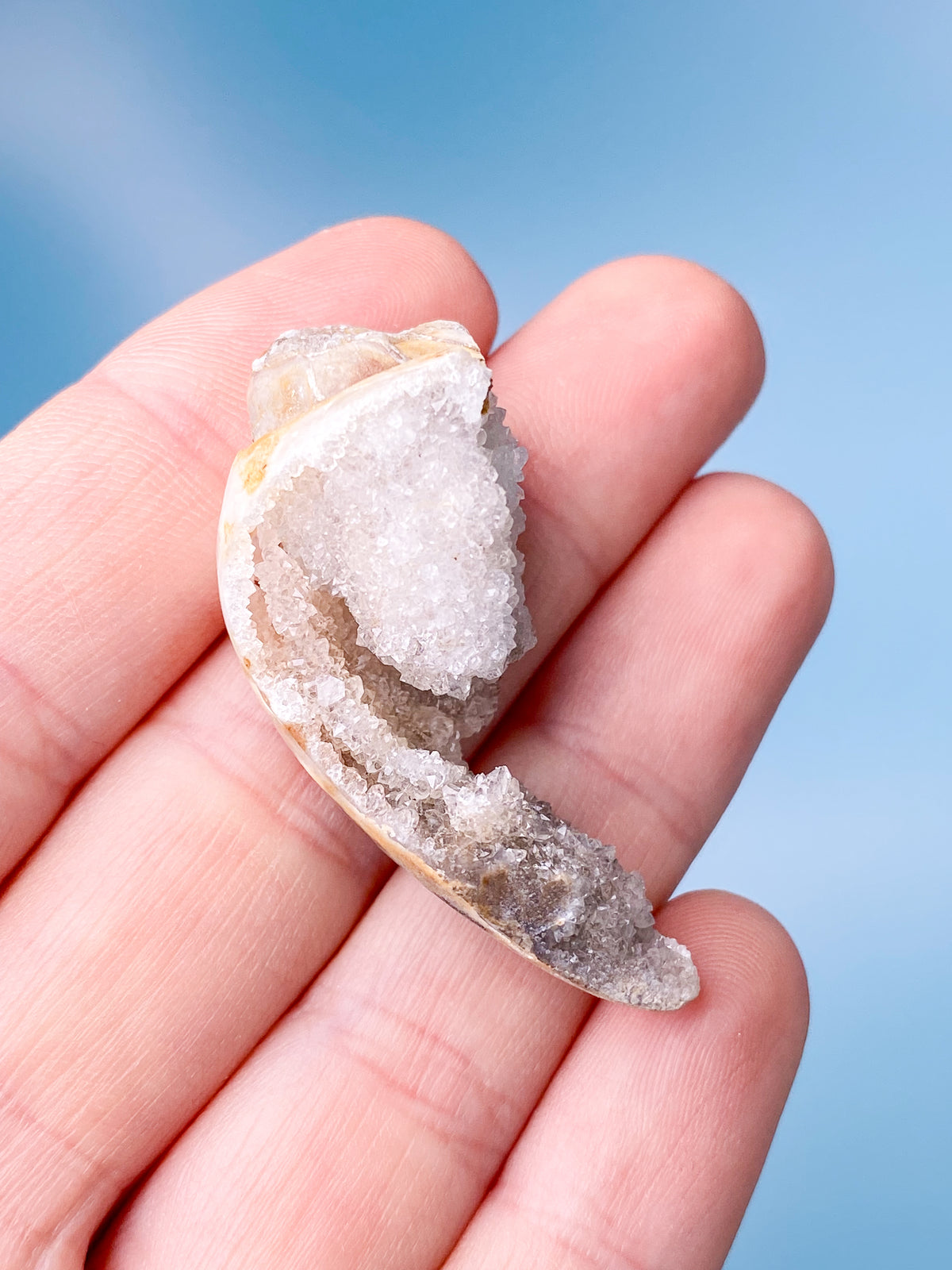 Druzy Conch Fossil (nr 18)