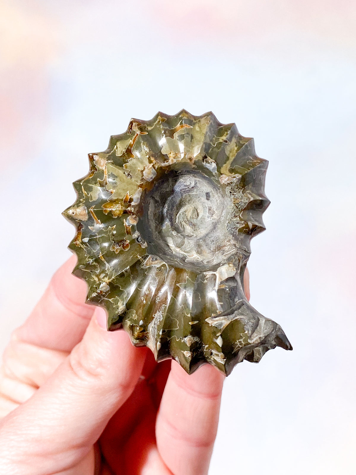 Douvilleiceras ammonitfossil (nr 2)