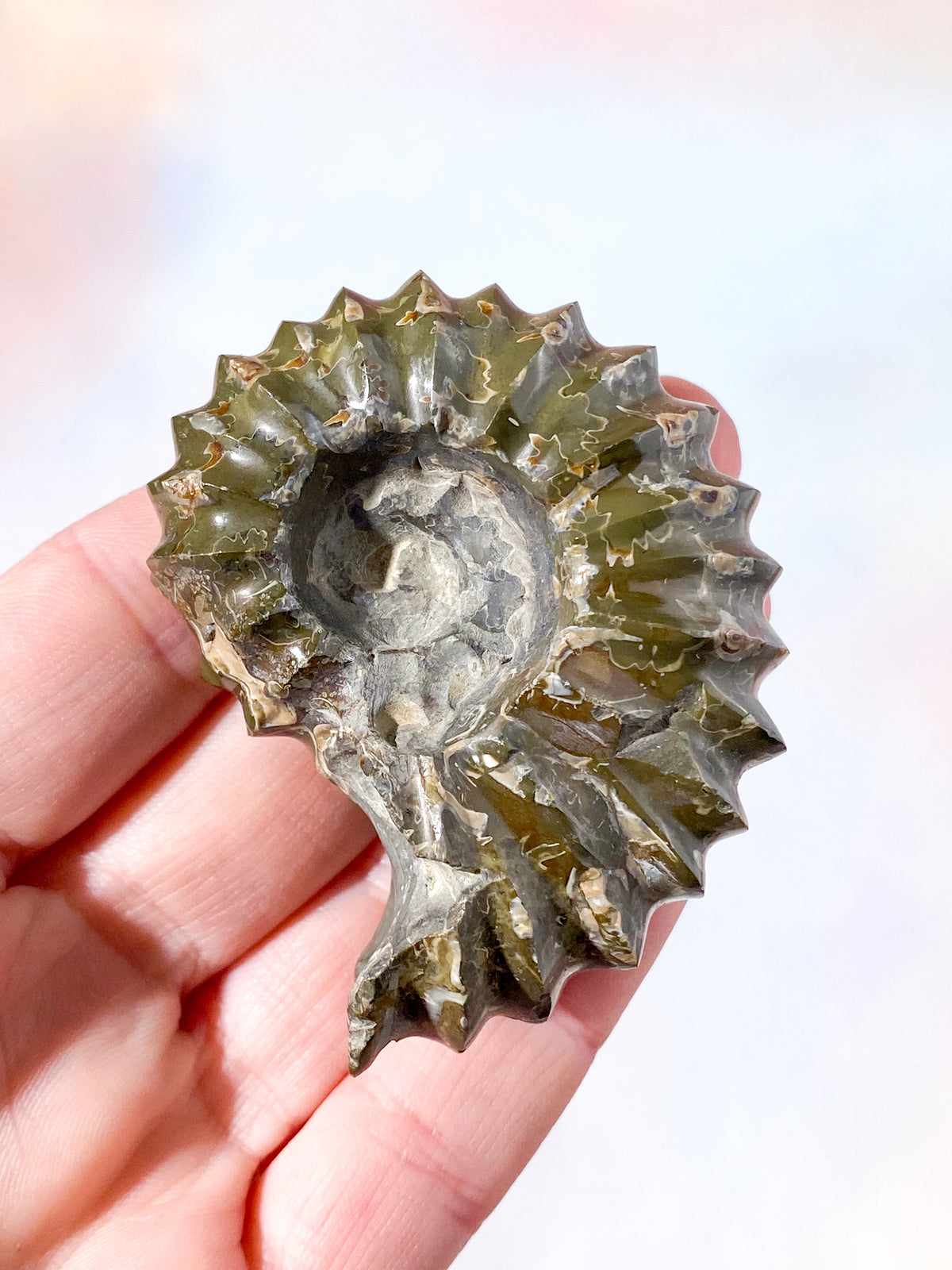 Douvilleiceras ammonitfossil (nr 2)