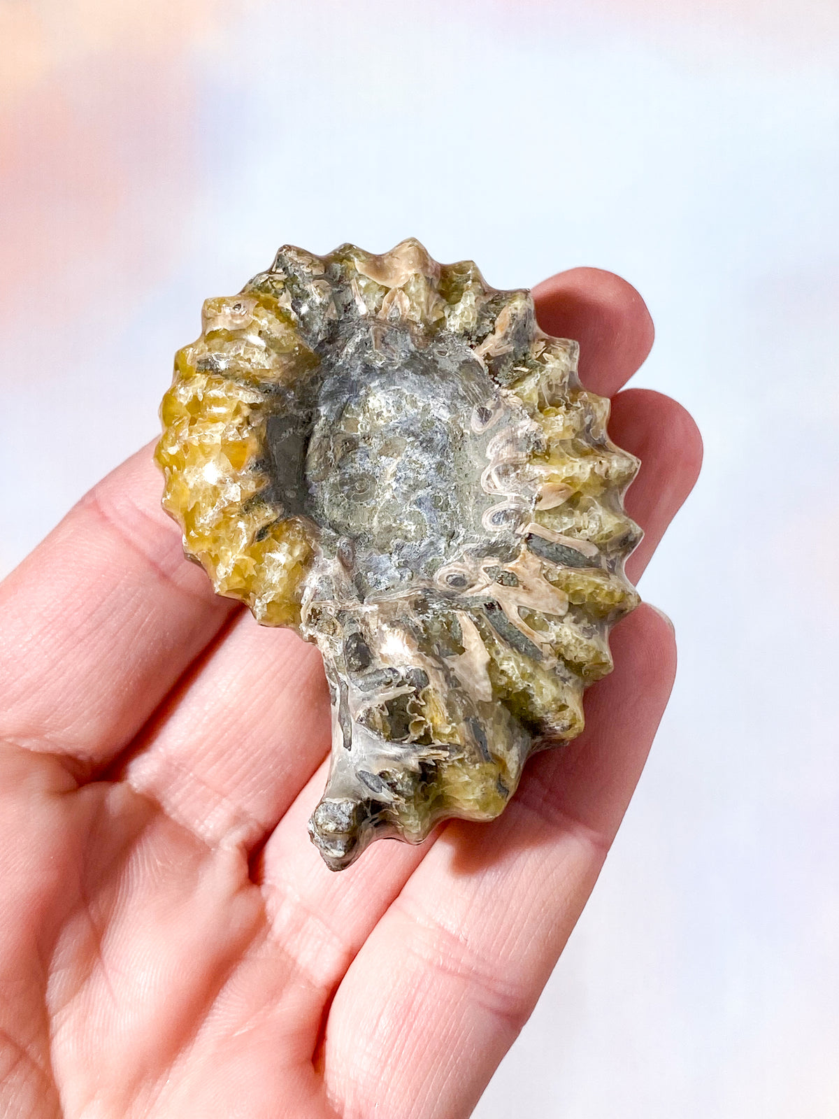 Douvilleiceras Ammonitfossil (Nr. 10)