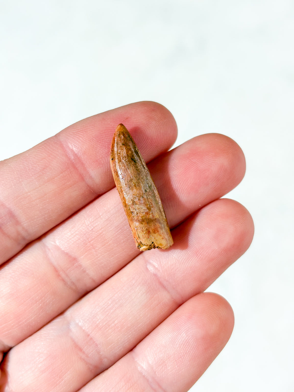 Rebbachisaurus Tandfossil (Nr. 2)
