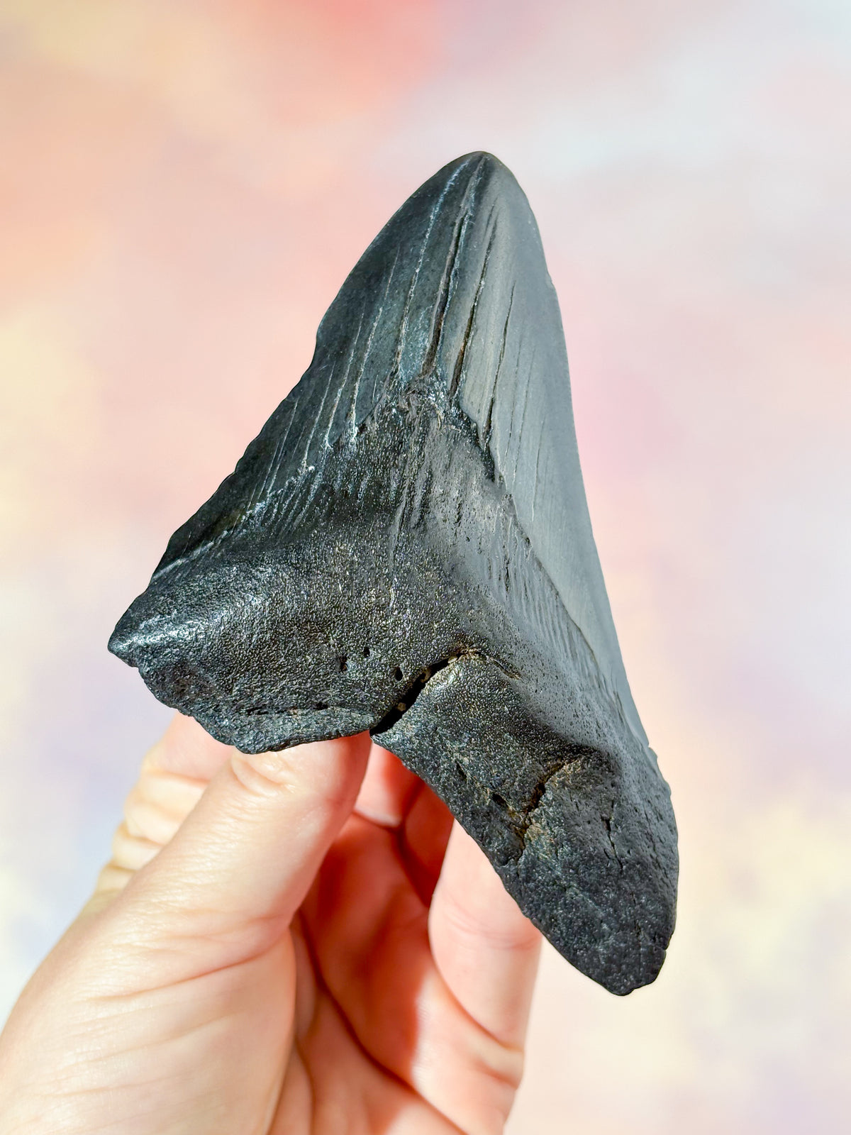 Megalodon-tandfossil (nr. 4)