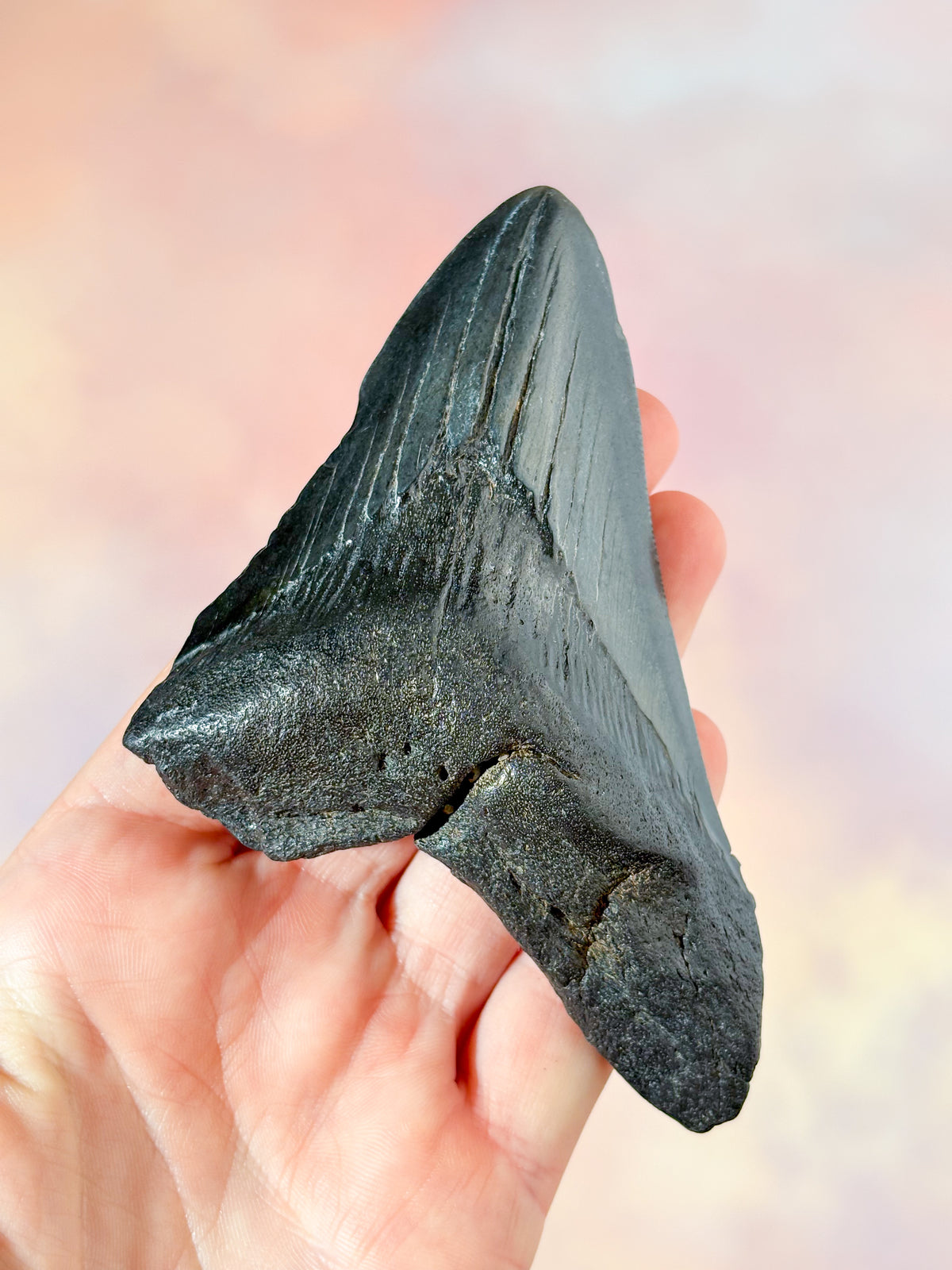Megalodon-tandfossil (nr. 4)