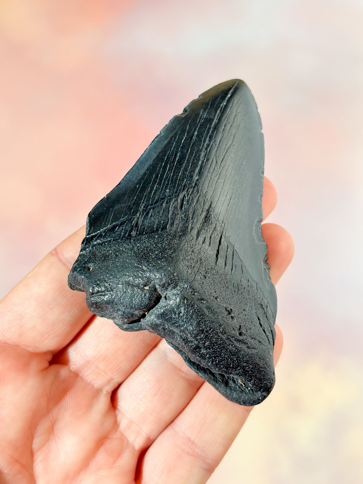 Megalodon-tandsfossil (nr 6)