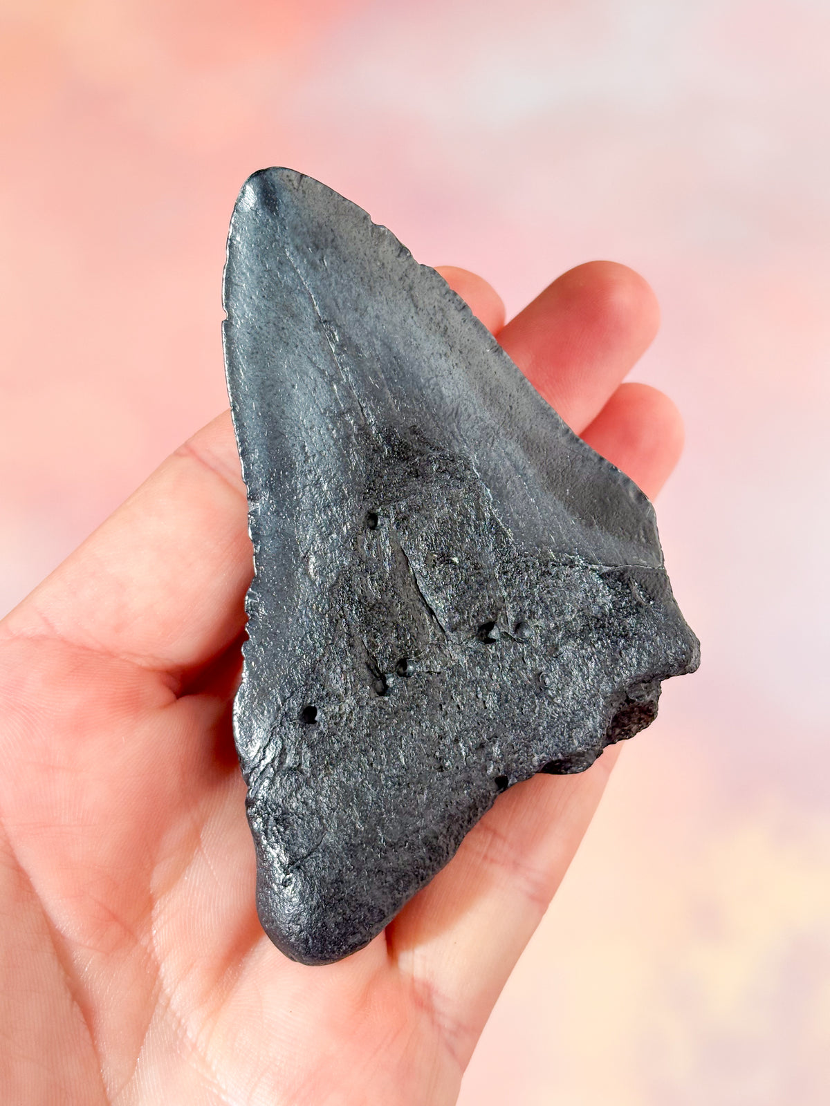 Megalodon-tandsfossil (nr 6)