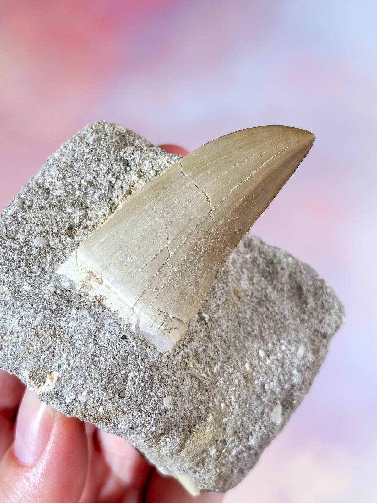 Mosasaurus-tand i sten - Fossil (Nr. 3)