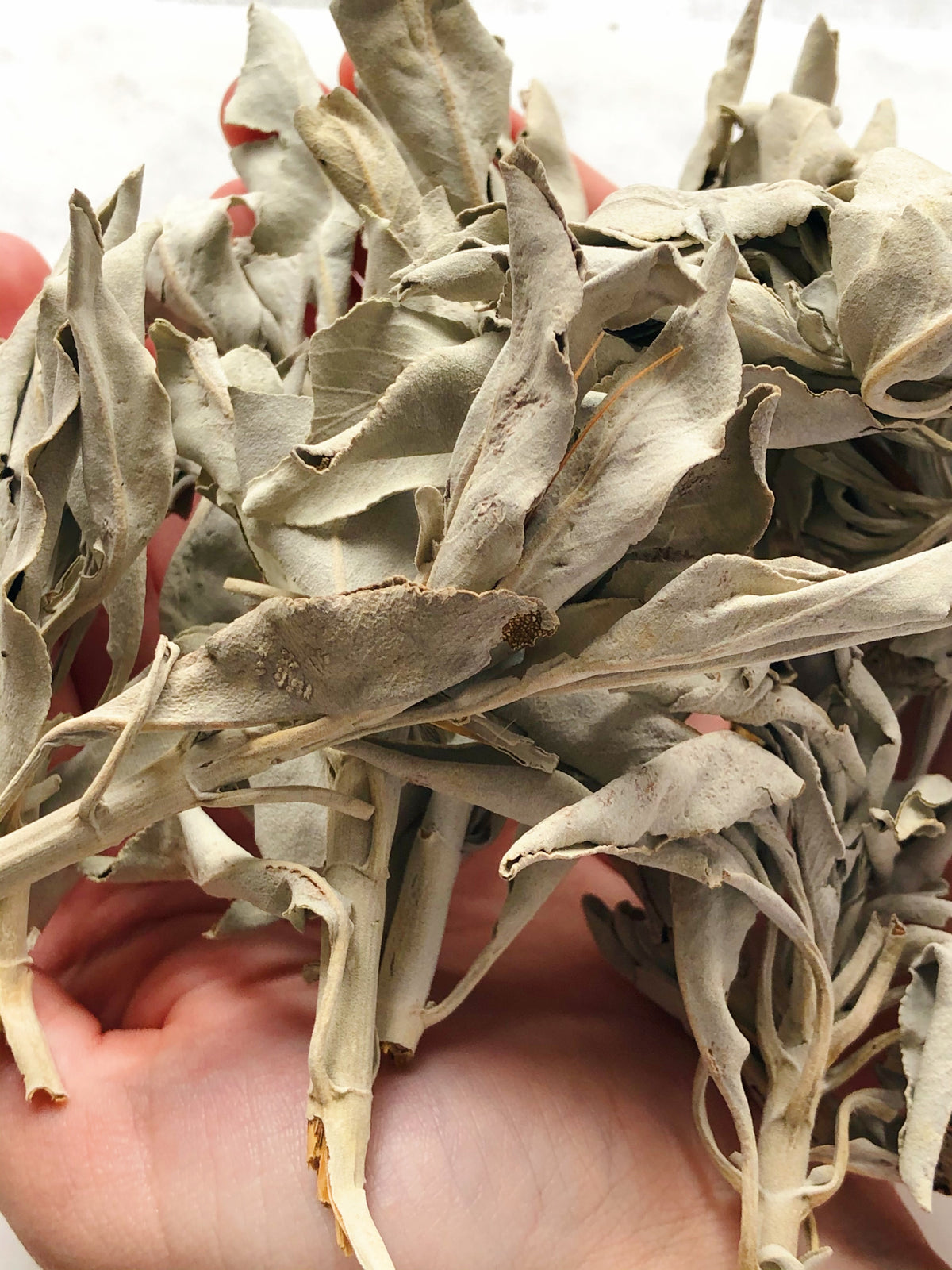 Lös Vit Sage (28g) Premium Quality